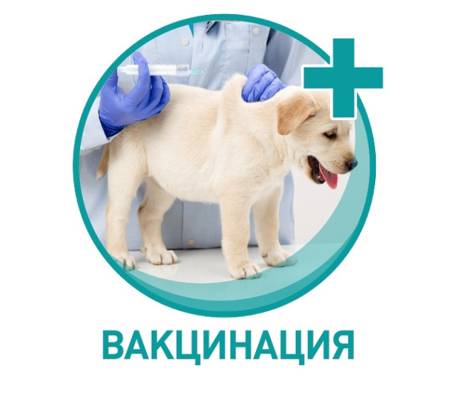 Вакцинация животных. Вакцинация животных.