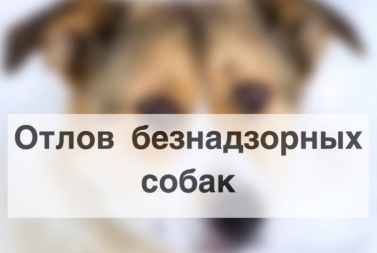 Отлов собак без владельцев. Отлов собак без владельцев.